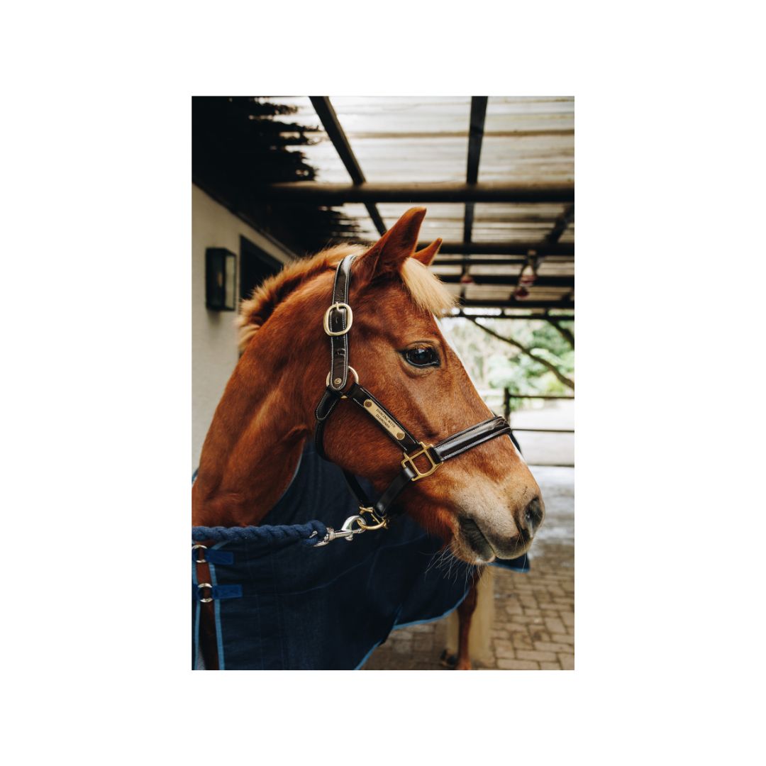 Indiana Raised F/S Halter 1"
