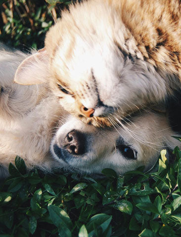 Pets