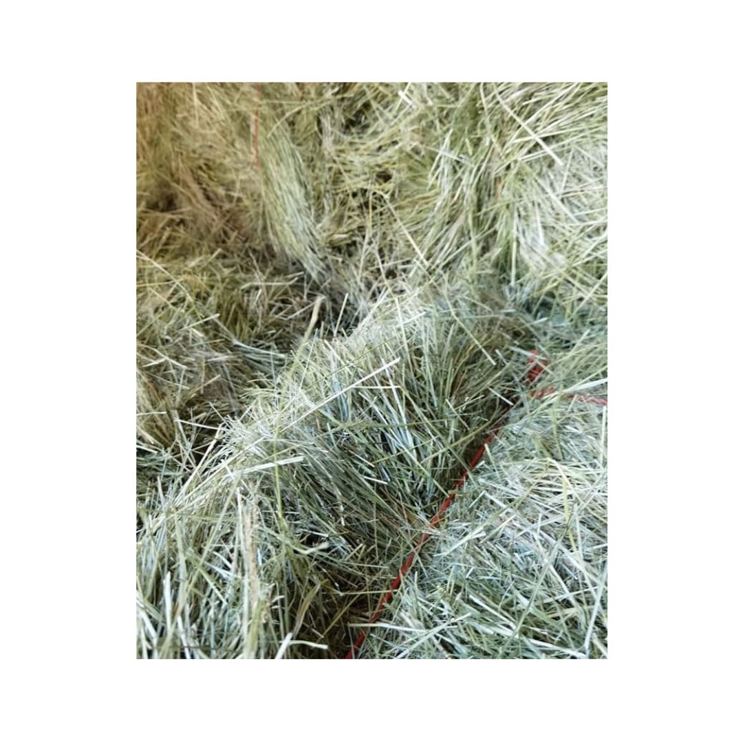 Large approximately 9kg bag of Teff forage for horses available from Whinny & Woof in Cape Town