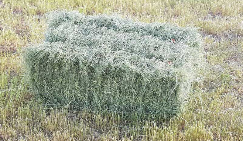 Eragrostis grass hay bale for horses and ponies available in Cape Town