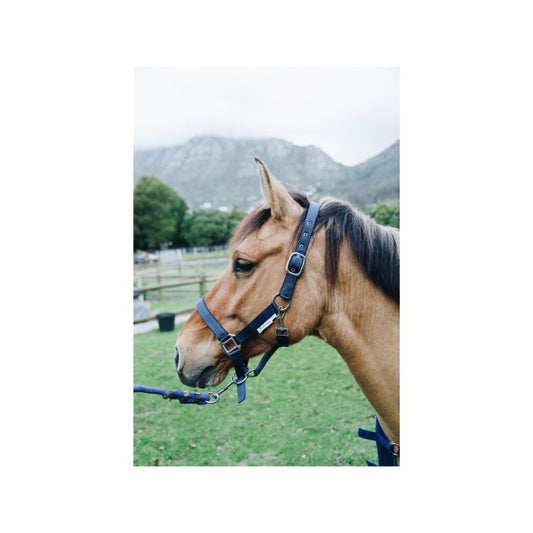 Indiana Neoprene Padded Nylon Halter