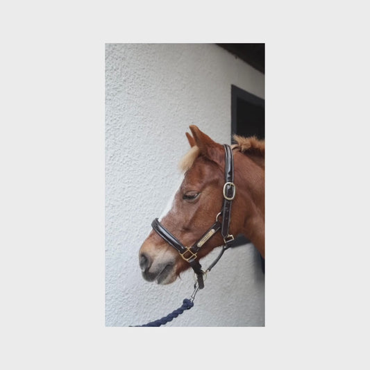 Indiana Raised F/S Halter 1"